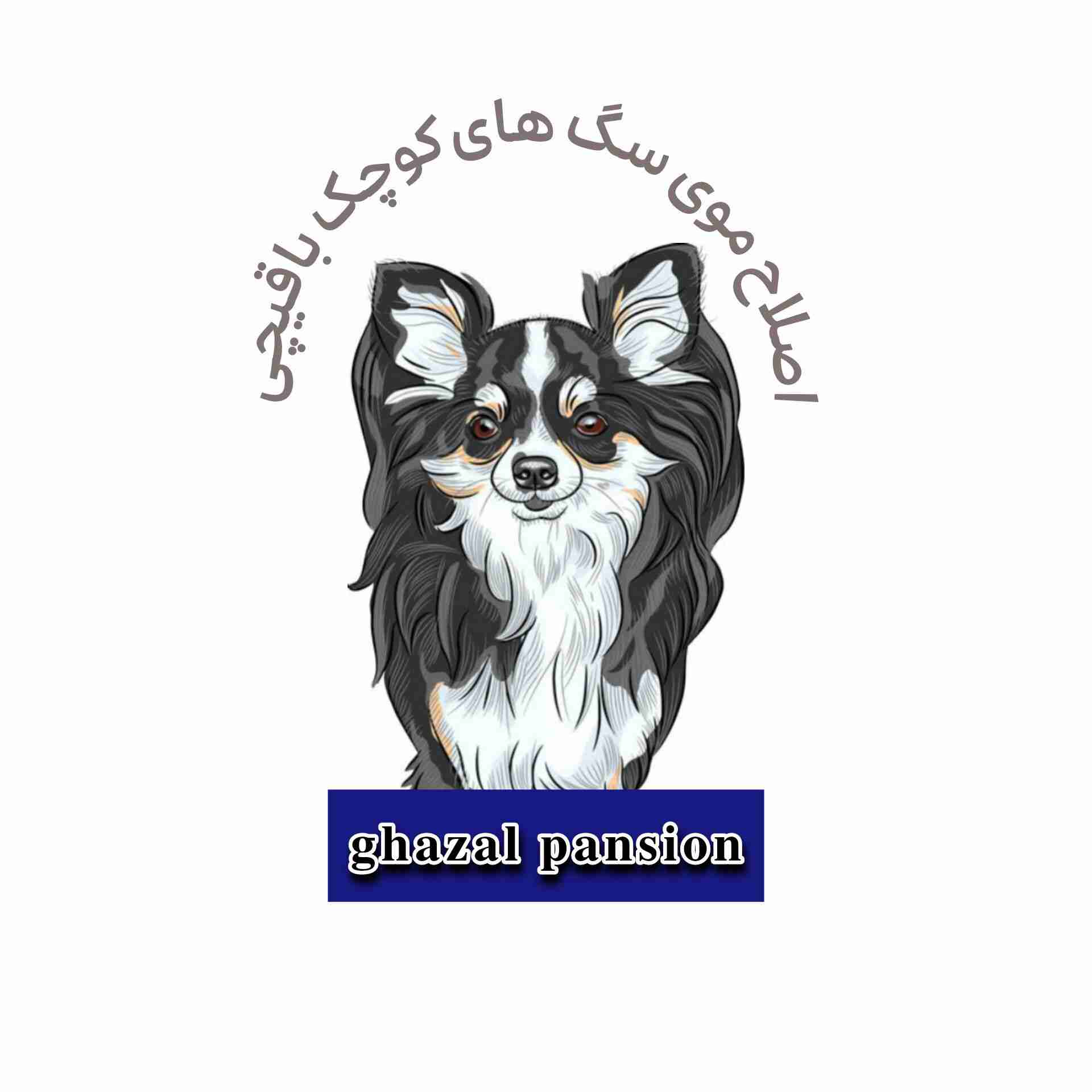 اصلاح موی سگ کوچک با قیچی
