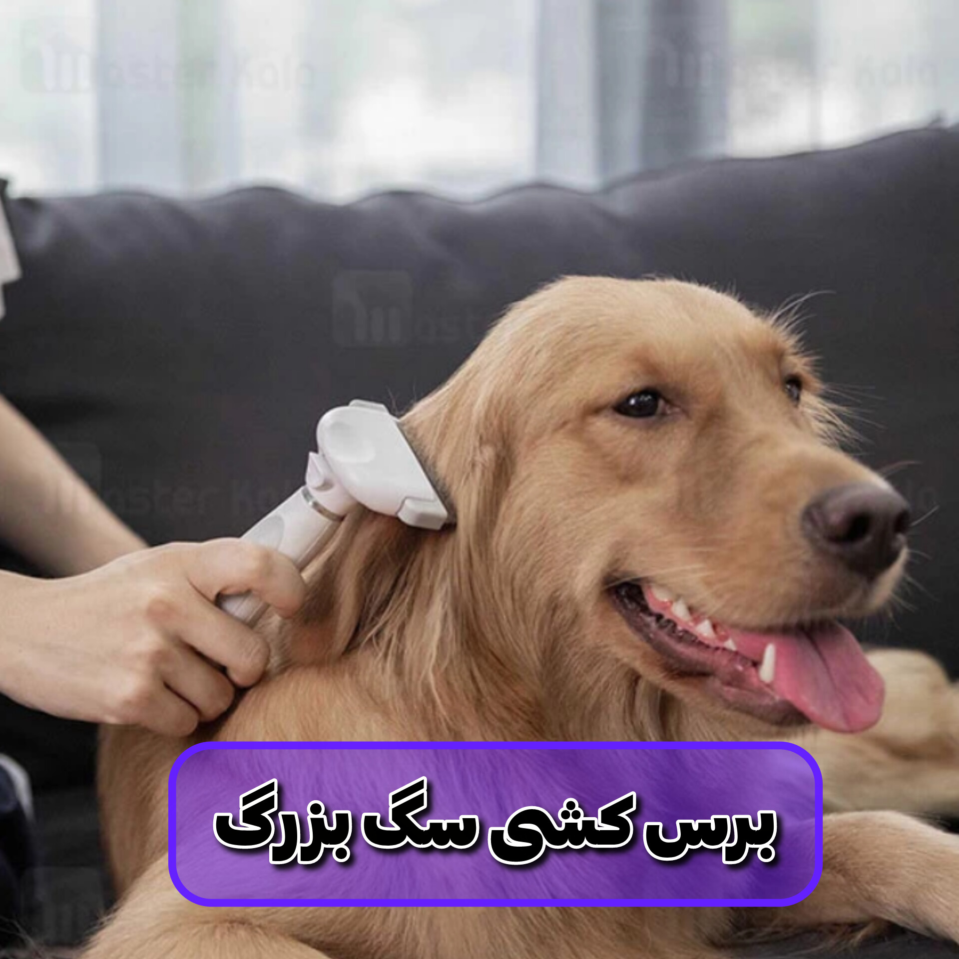 برس کشی موی سگ بزرگ