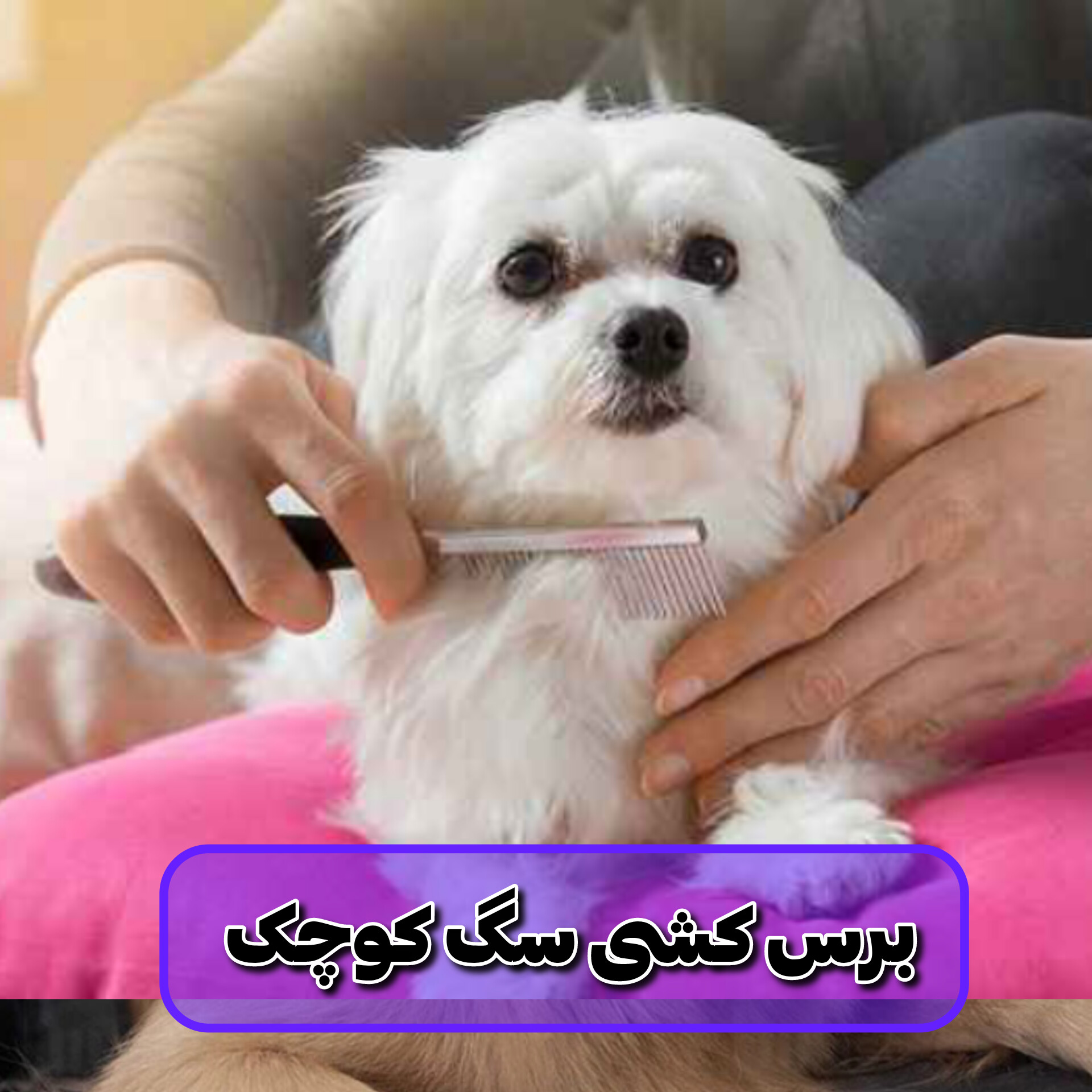 برس کشی موی سگ کوچک