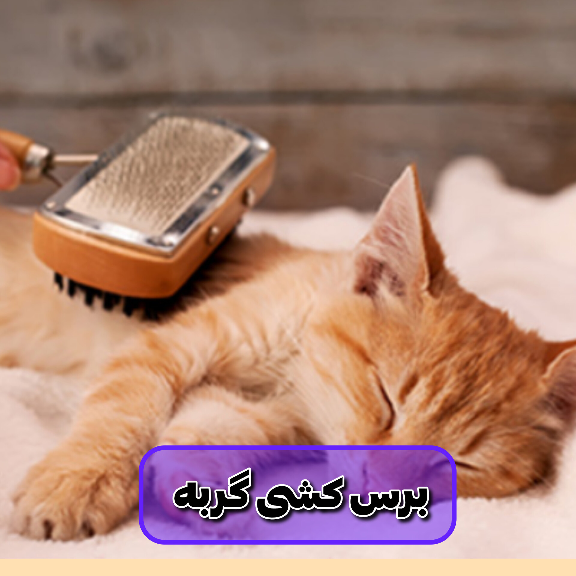 برس کشی موی گربه