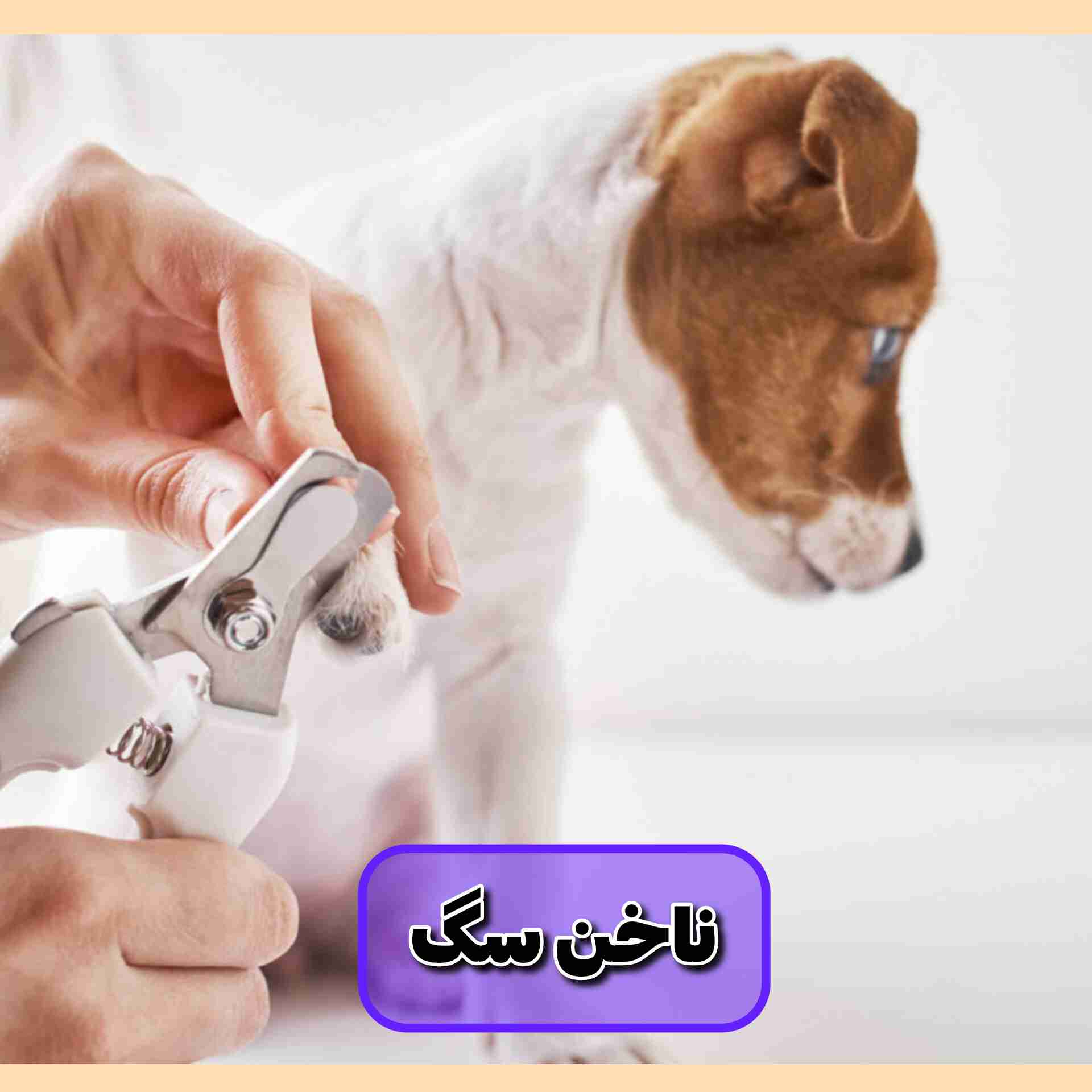 کوتاهی ناخن سگ