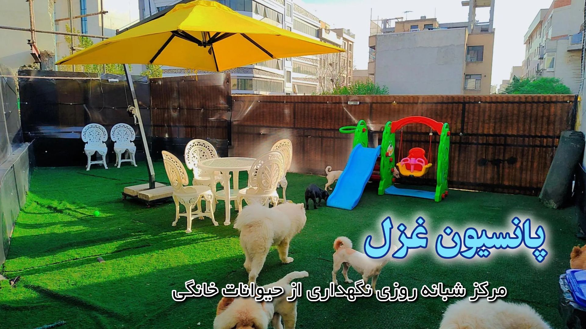 پانسیون شبانه روزی سگ کریمخان تهران با فضای باز برای سگ های بزرگ