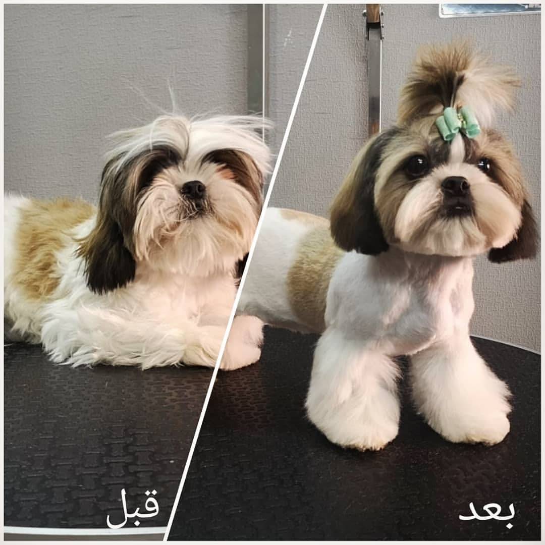نمونه آرایش سگ