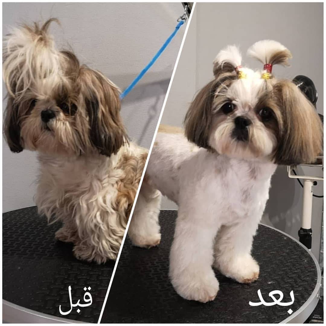 نمونه آرایش سگ