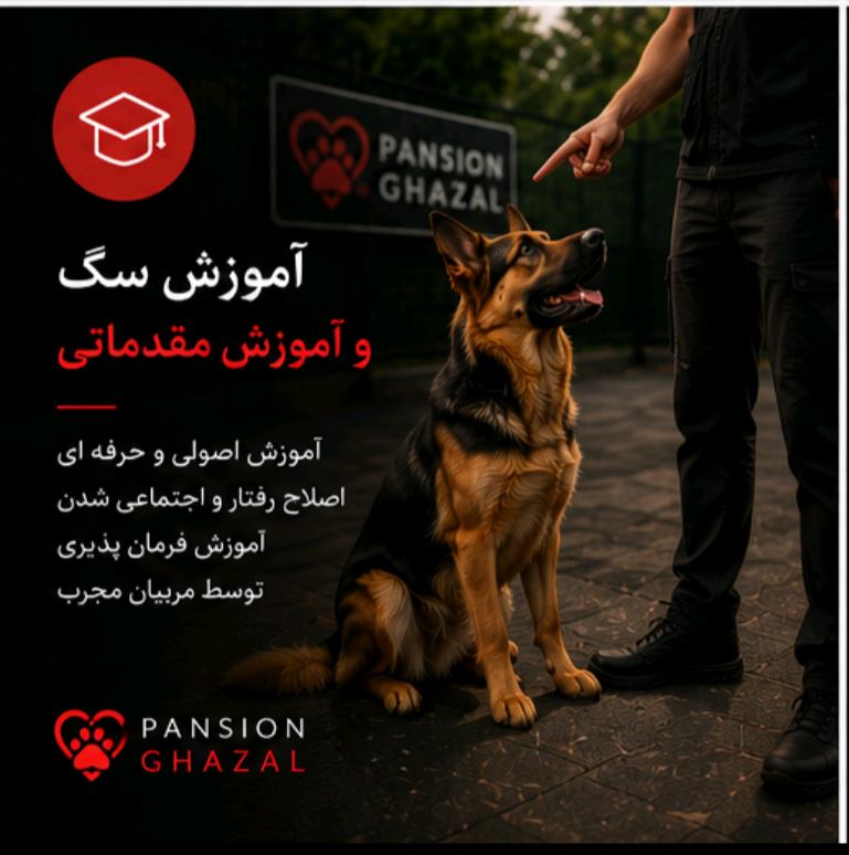 آموزش سگ